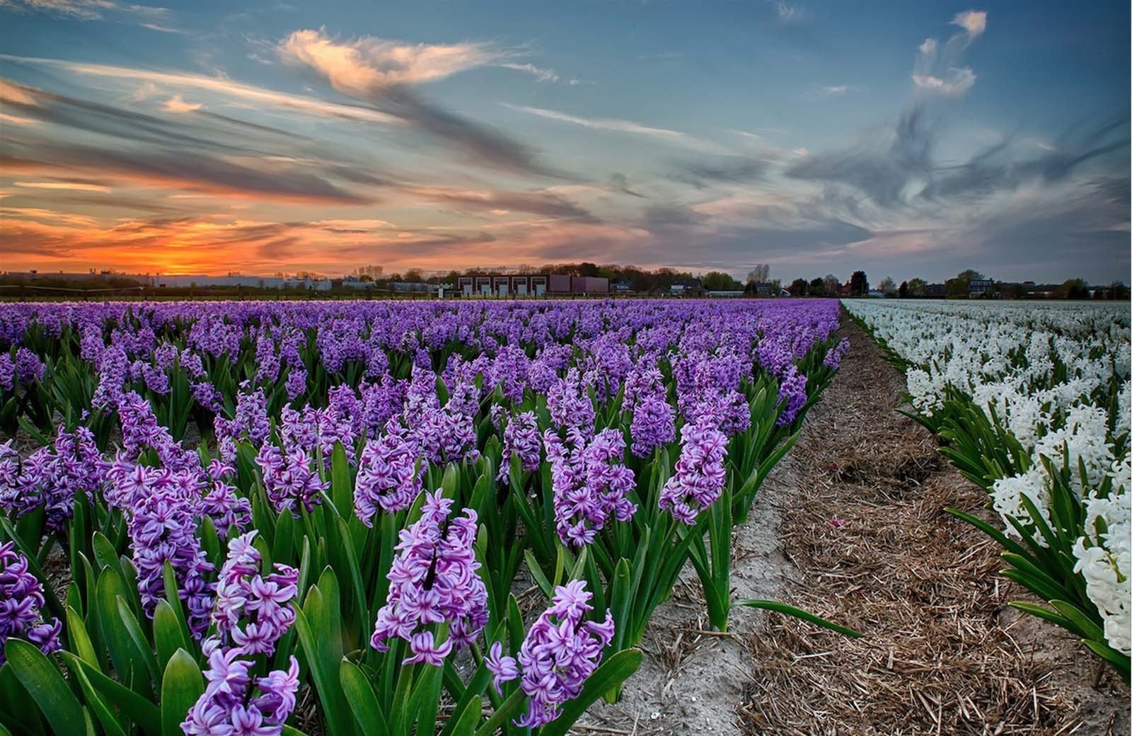 De magie van<br/><span class="ivy-mode-font"> de Bollenstreek…</span>