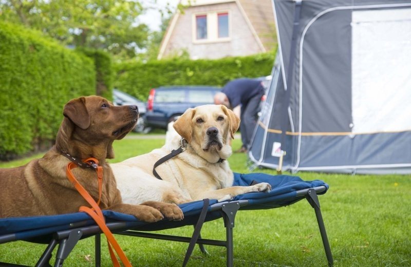 Uw_ hond_ is_ welkom!